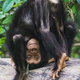 Human toddlers and chimps make similar gestures, according to new research.